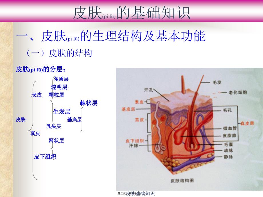 皮肤基础知识课件_第2页