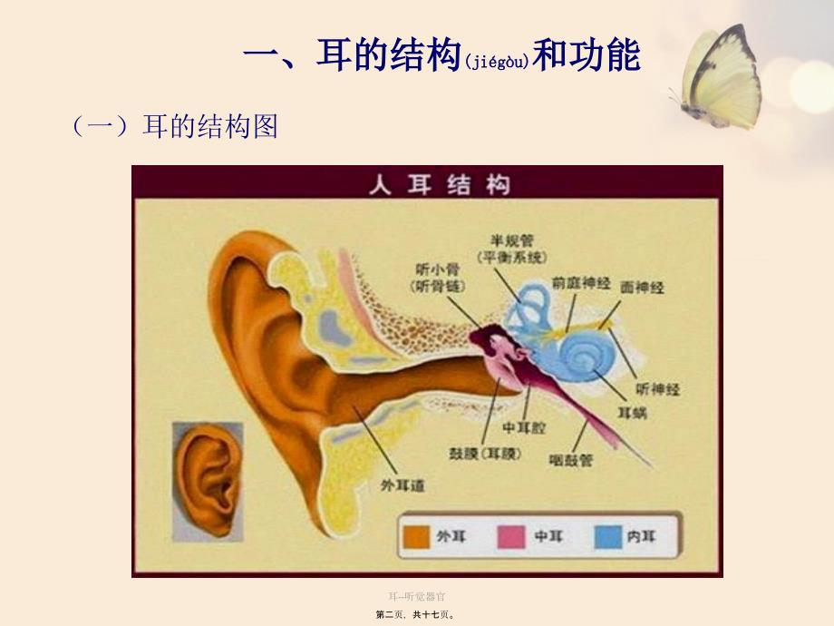 耳听觉器官课件_第2页