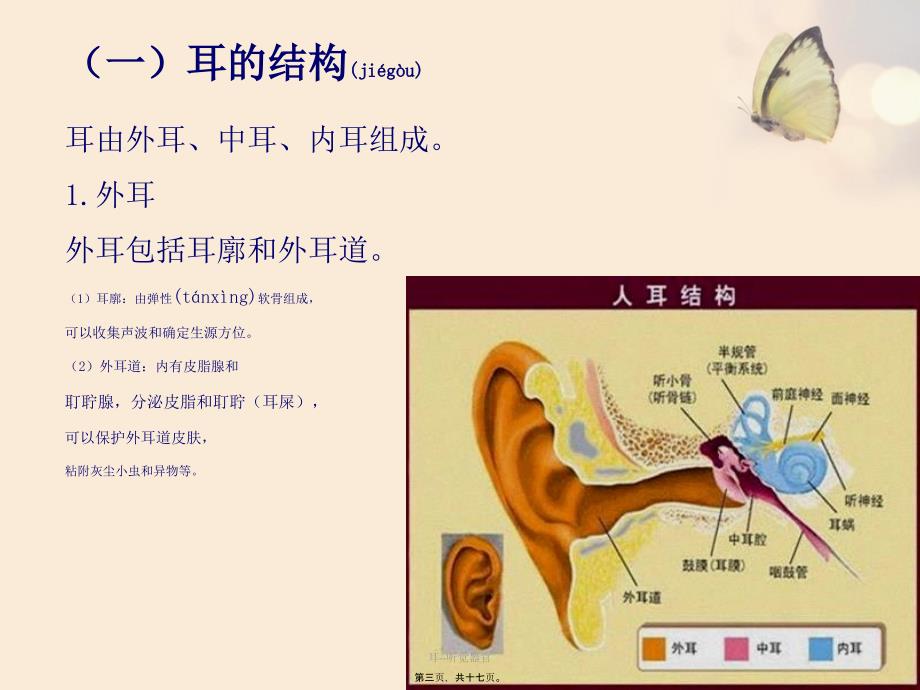 耳听觉器官课件_第3页