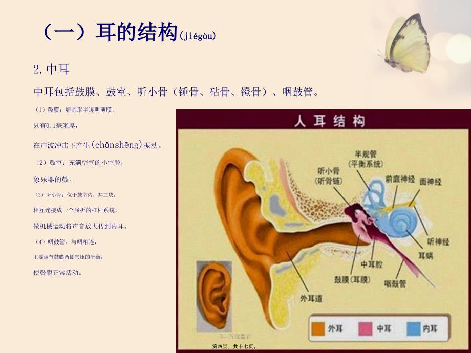 耳听觉器官课件_第4页