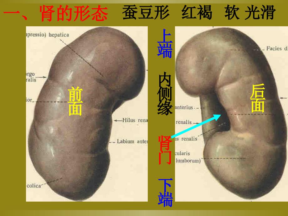 肾脏解剖组织结构_第4页