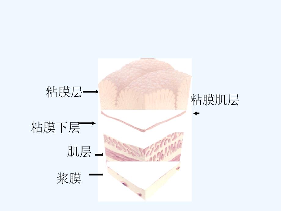 护理消化课件_第3页