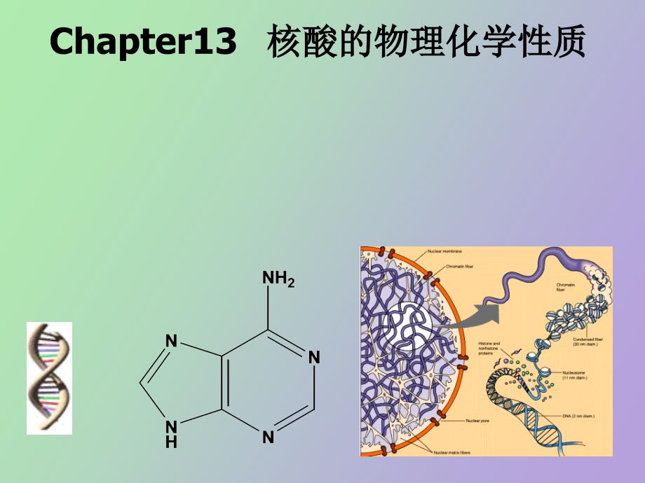 核酸的物理化学性质_第1页