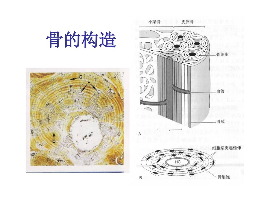 《骨折愈合过程》PPT课件_第2页