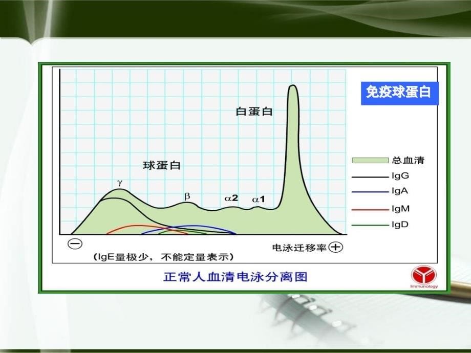 医学免疫学第4讲免疫球蛋白_第5页