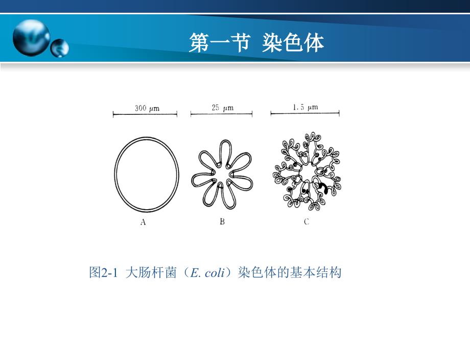 DNA的结构复制和修复_第3页