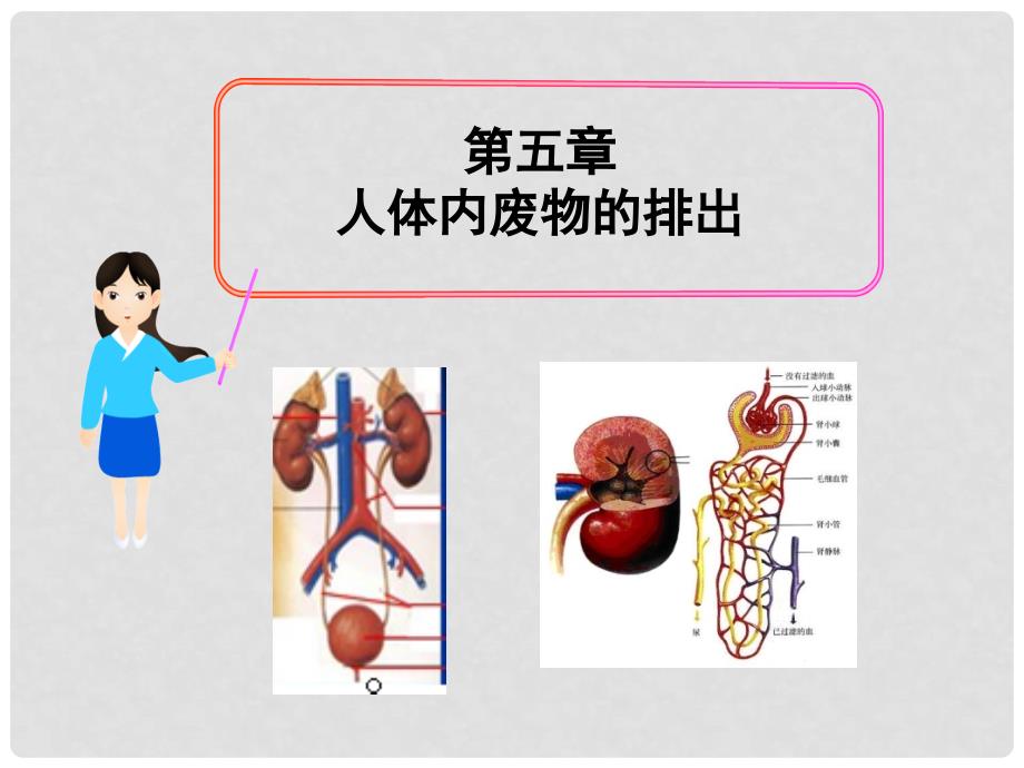 七年级生物下册 第五章 人体内废物的排出课件 新人教版_第1页