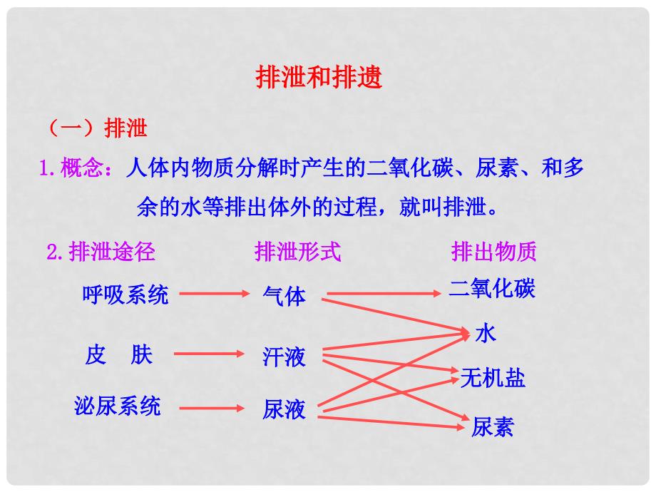 七年级生物下册 第五章 人体内废物的排出课件 新人教版_第3页