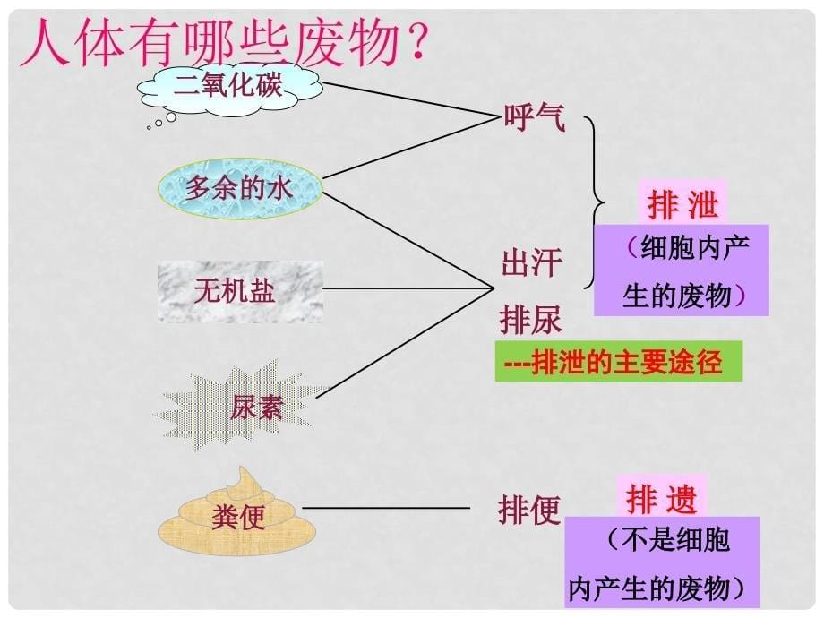 七年级生物下册 第五章 人体内废物的排出课件 新人教版_第5页