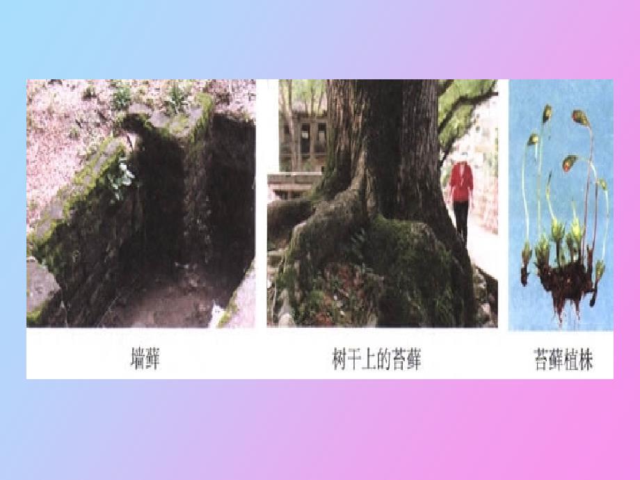 药物植物苔藓_第2页