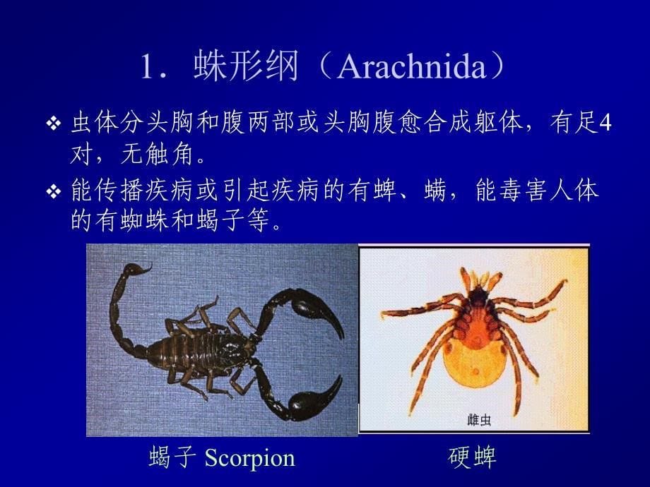 Parasite寄生虫4医学节肢动物概述_第5页