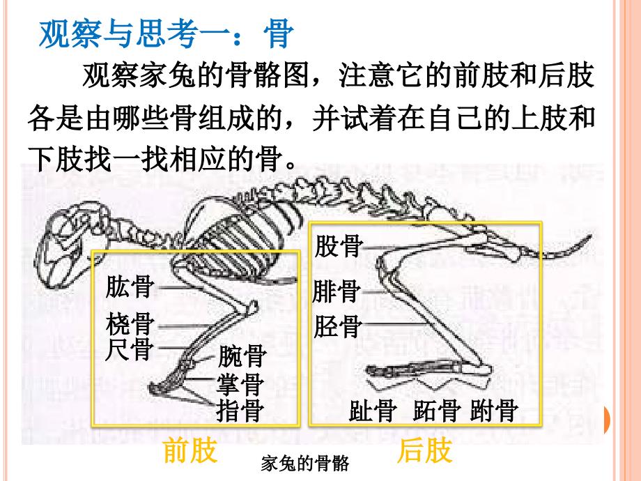 人教课标版初中生物八年级上册第五单元第二章第一节动物的运动共20张PPT_第3页