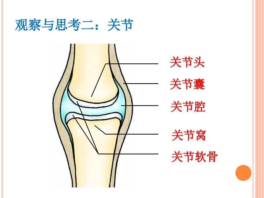 人教课标版初中生物八年级上册第五单元第二章第一节动物的运动共20张PPT_第5页