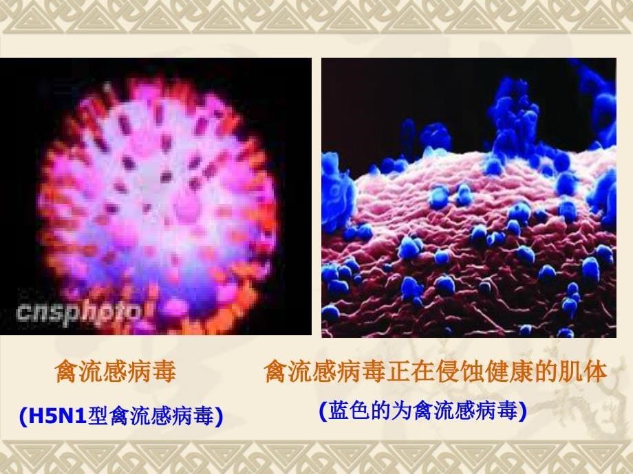 十四 酸、多肽、蛋白质(制药工程)_第5页