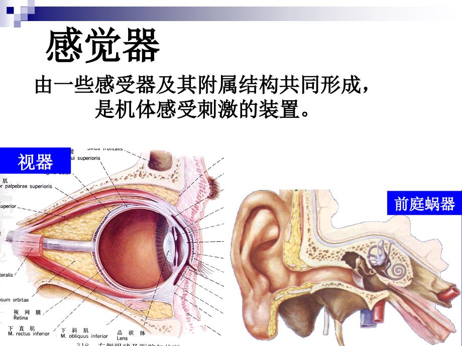 解剖之感觉器ppt课件_第3页