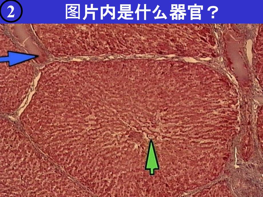 消化腺组胚实验考试ppt课件_第4页