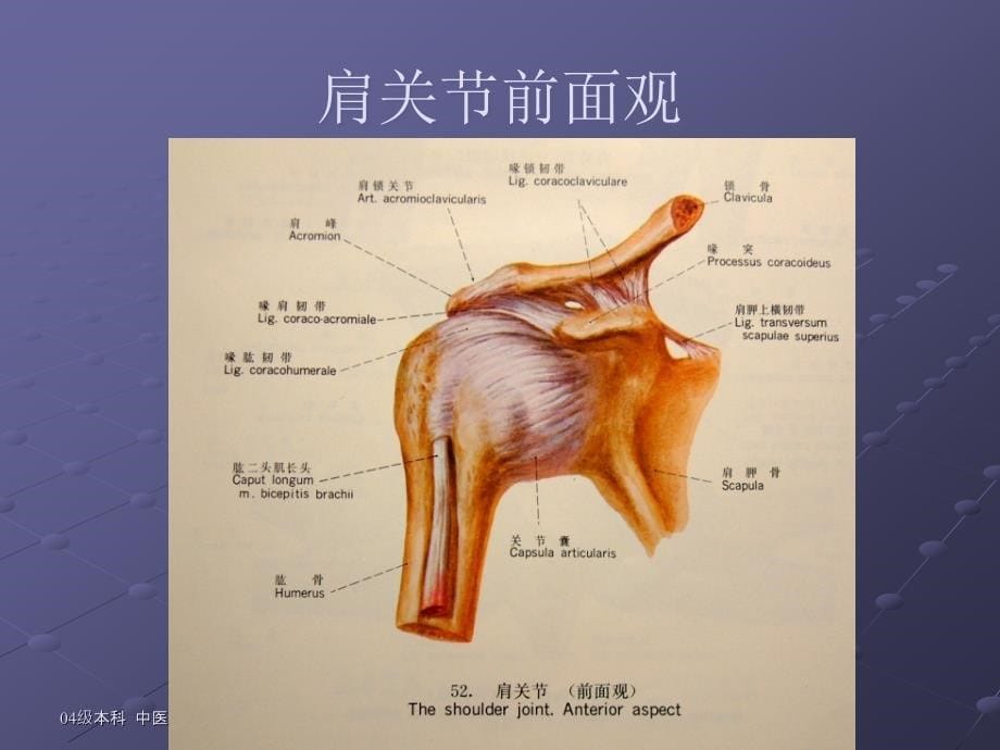 肩关节脱位ppt课件_第5页