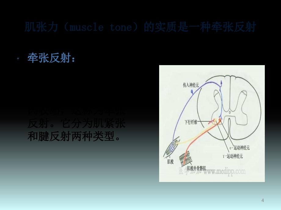 肌张力的评定ppt课件_第4页