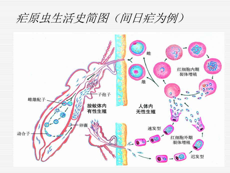 疟原虫的镜下形态及鉴别.ppt_第3页