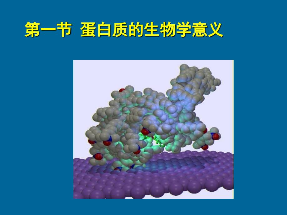 生物化学——第一章蛋白质课件_第2页