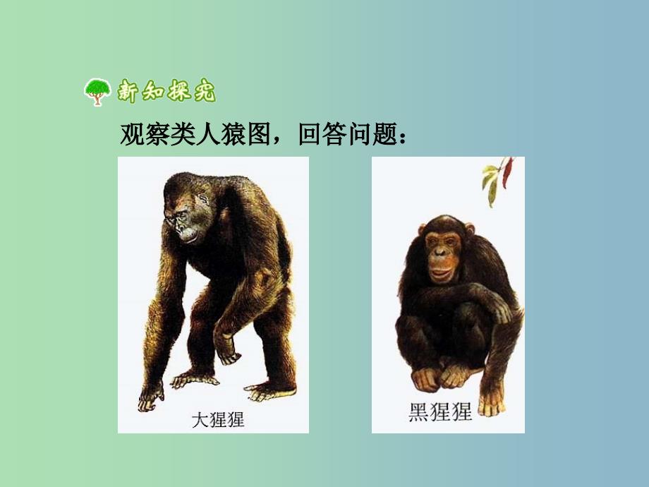 七年级生物下册第四单元第一章第一节人类的起源和发展课件2新版新人教版.ppt_第4页