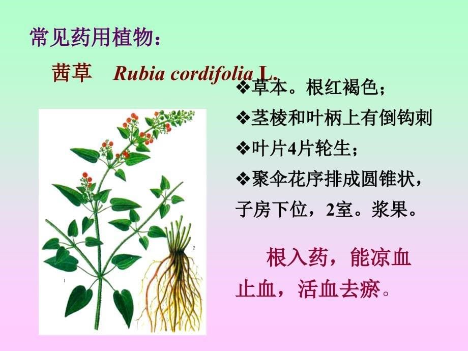 药用植物学 合瓣花亚纲：茜、菊科_第5页