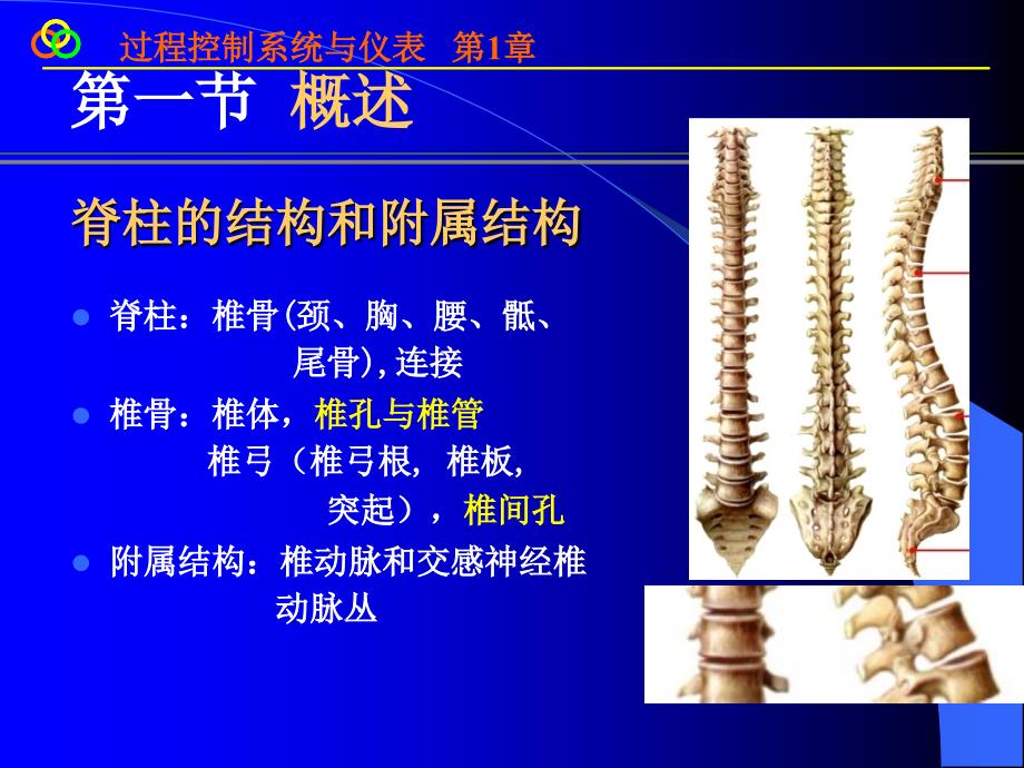 脊柱影像解剖课件_第2页