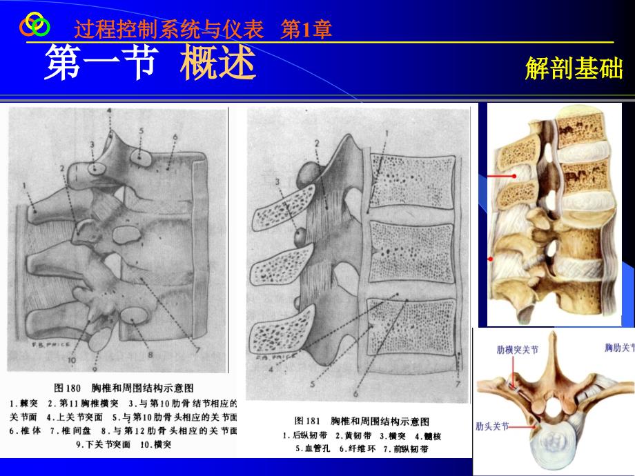 脊柱影像解剖课件_第4页