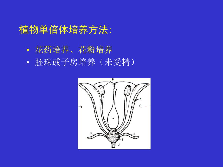 植物花药和花粉培养_第2页