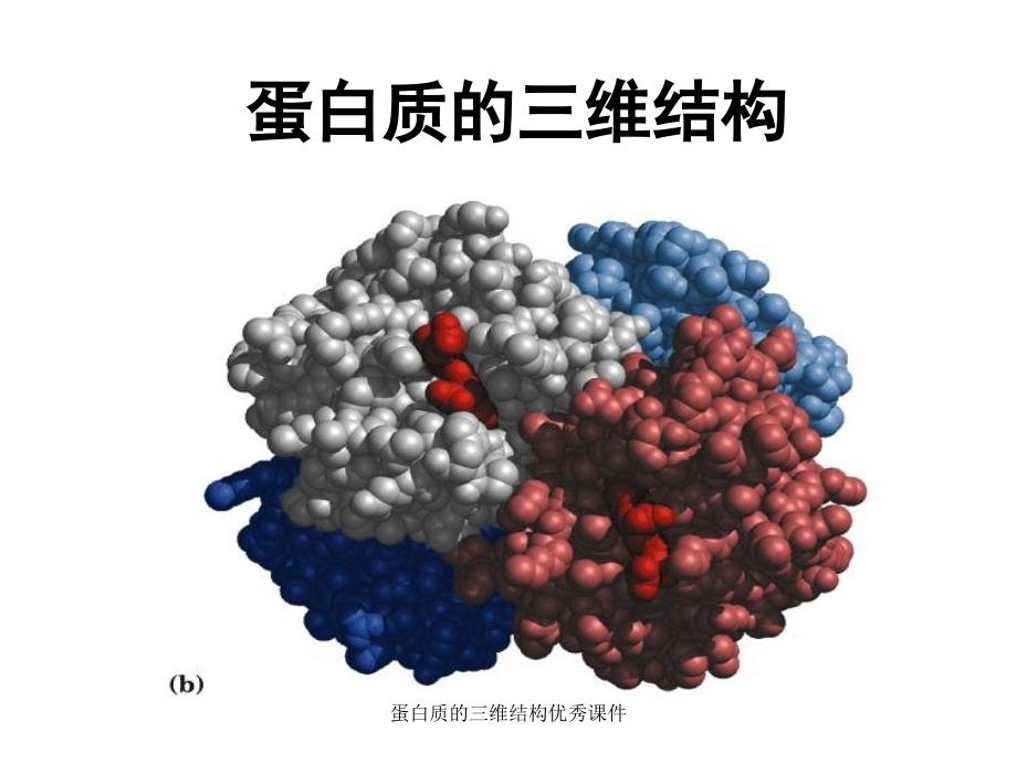 蛋白质的三维结构课件_第1页