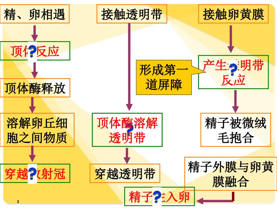 早期胚胎发育_第3页