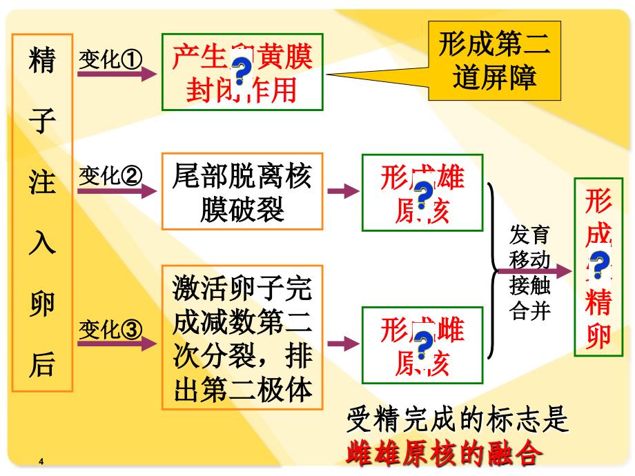 早期胚胎发育_第4页