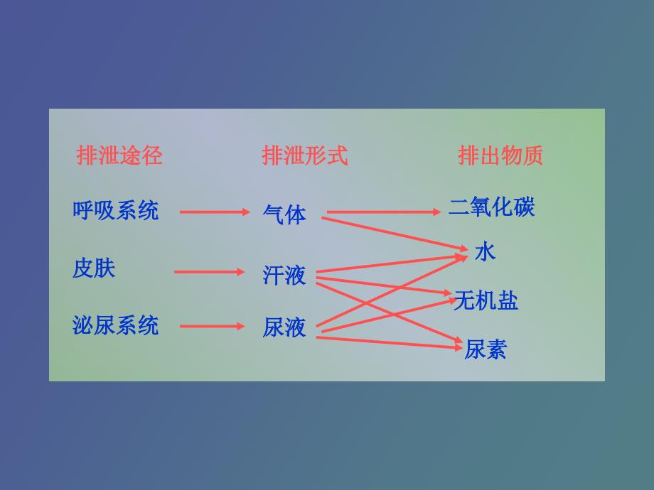 尿的形成和排出_第4页