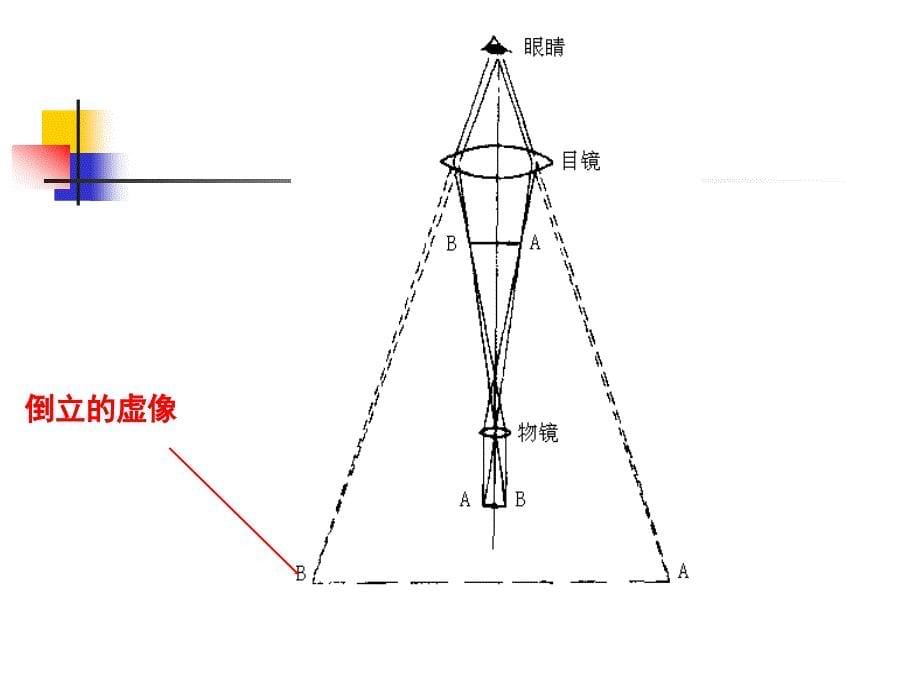 实验三-显微镜油镜的使用及细菌形态观察_第5页