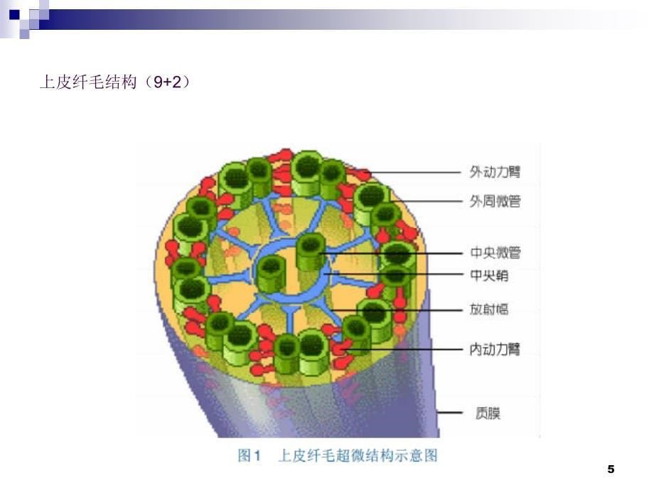 原发性纤毛运动障碍病例ppt课件_第5页