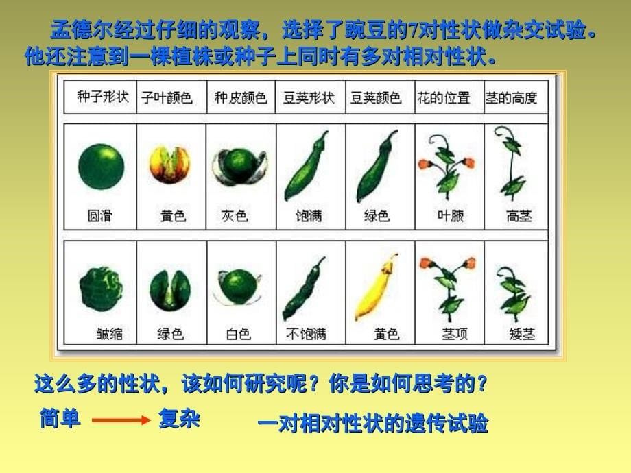 高中生物遗传和变异PowerPoint 演示文稿_第5页