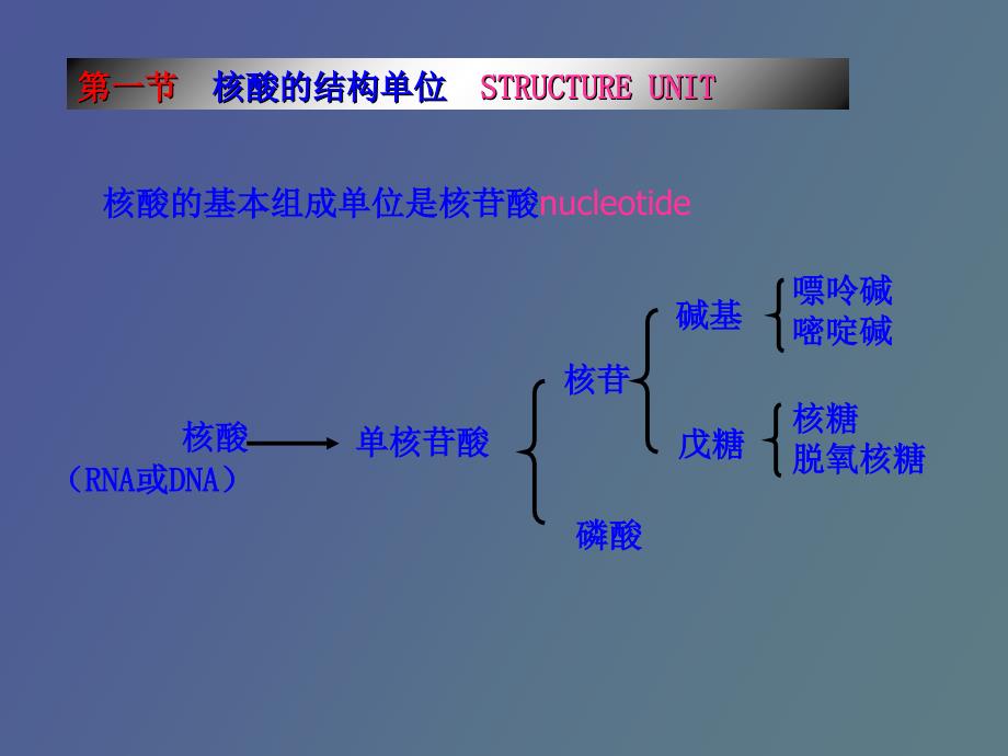 概念核酸nucleicacid是一类携带遗传_第3页