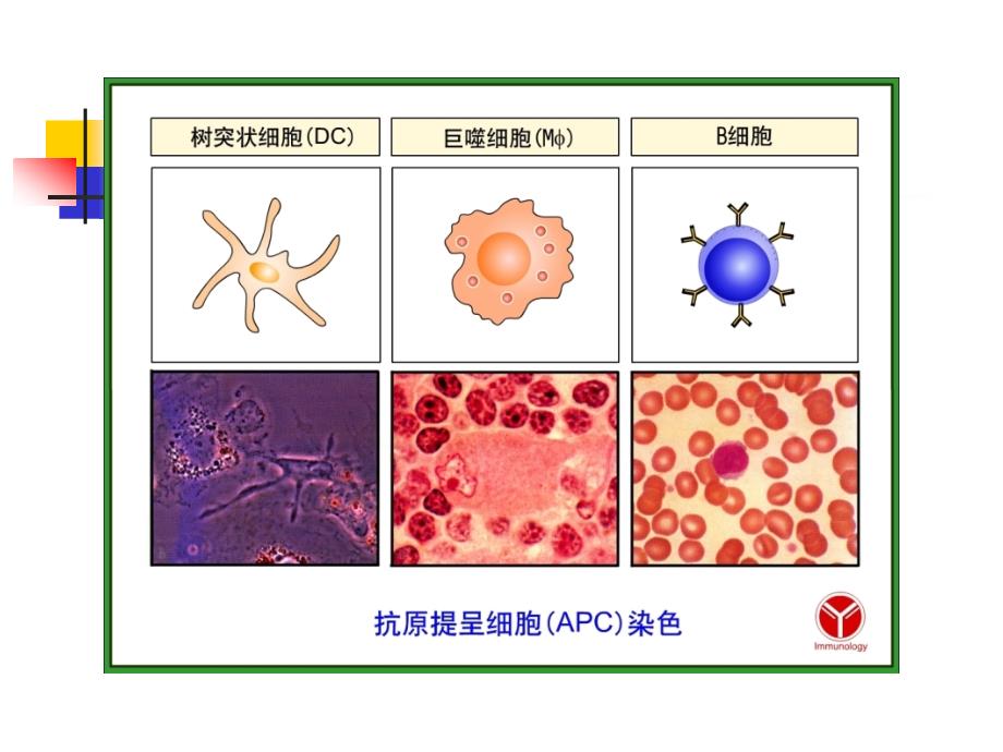 青岛大学基础医学院医学免疫学课件cha8_第3页