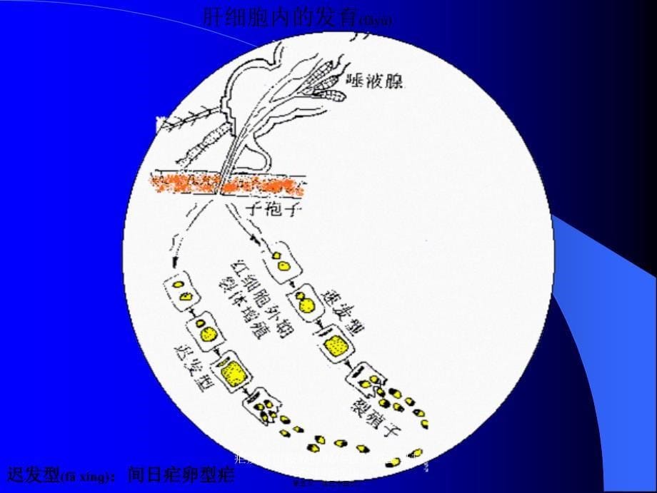 疟疾是由按蚊叮咬传播疟原虫引起寄生原虫病课件_第5页