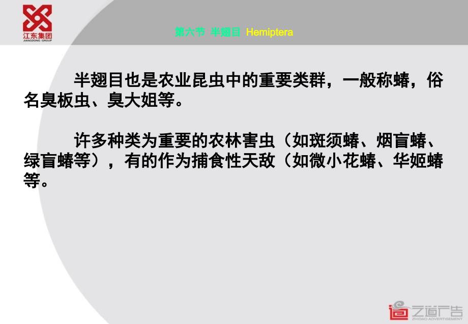 昆虫学课件第五章 昆虫分类-半翅目_第1页