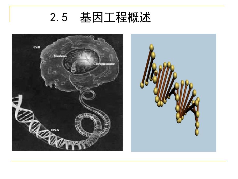 基因工程作业_第1页