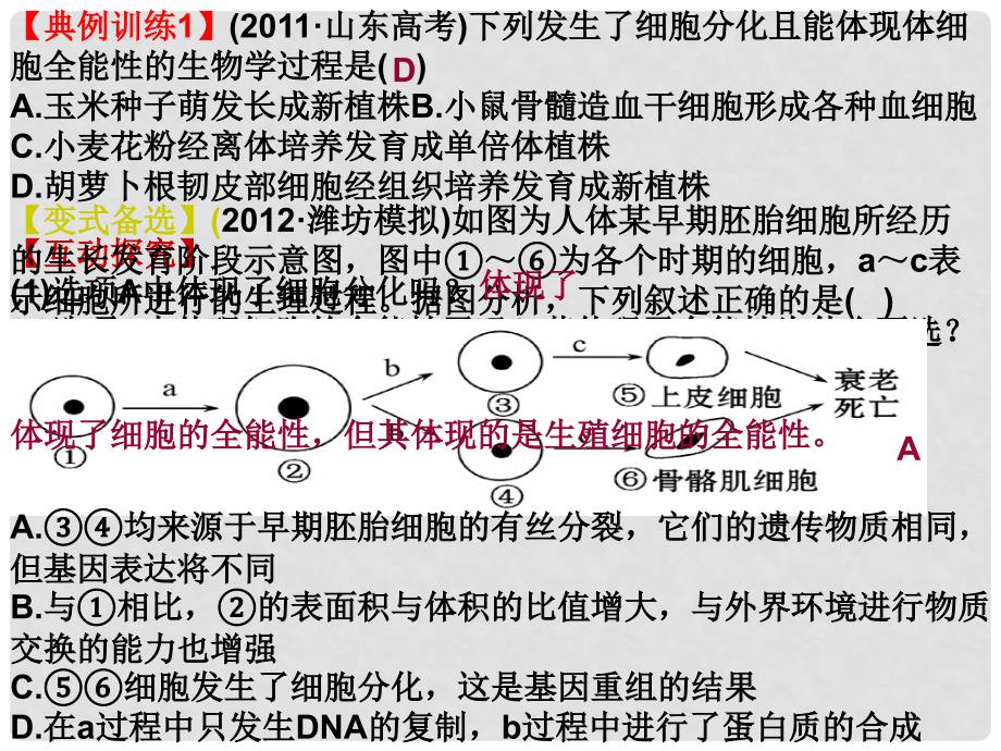 高考生物一轮复习 一、细胞的分化及课件_第4页