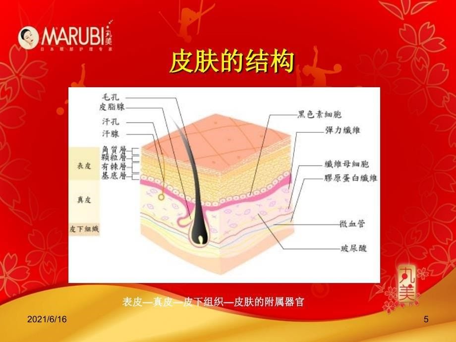 皮肤生理学及应季产品详解_第5页