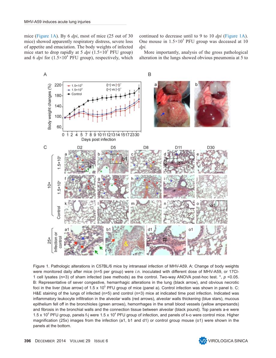 【病毒外文文献】2014 Coronavirus MHV-A59 infects the lung and causes severe pneumonia in C57BL_6 mice_第4页