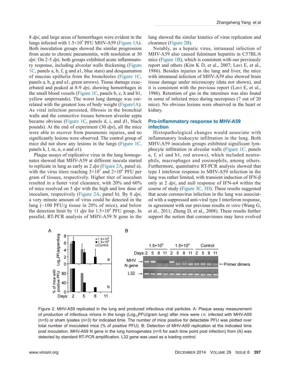 【病毒外文文献】2014 Coronavirus MHV-A59 infects the lung and causes severe pneumonia in C57BL_6 mice_第5页