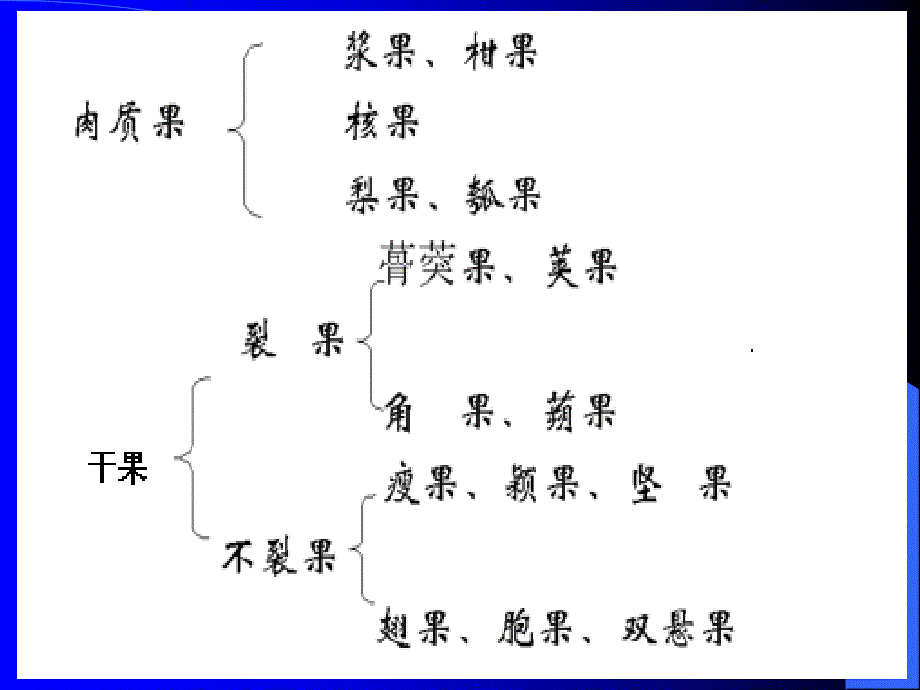 药用植物学课件5果实和种子_第4页