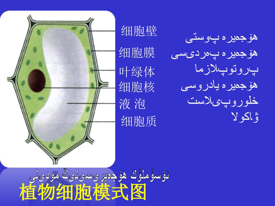 观察动物细胞_第2页