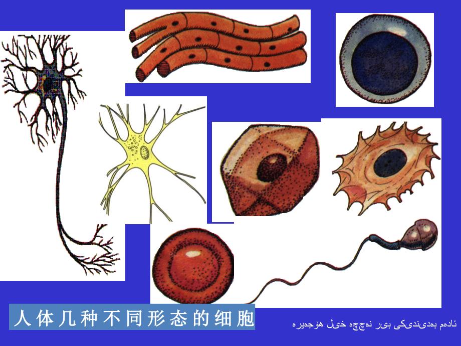 观察动物细胞_第3页