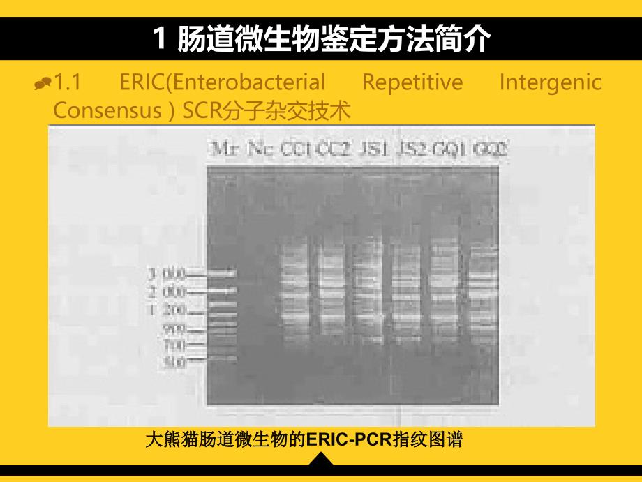 道微生态的菌群构成-影响因素及对健康的影响_第3页