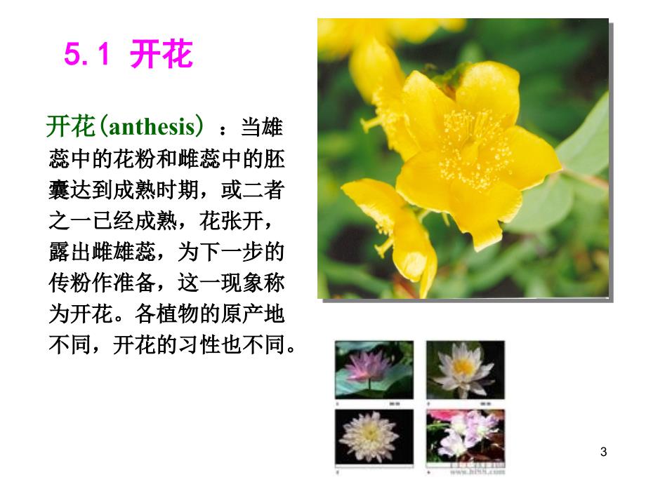 开花、传粉和受精.ppt_第3页